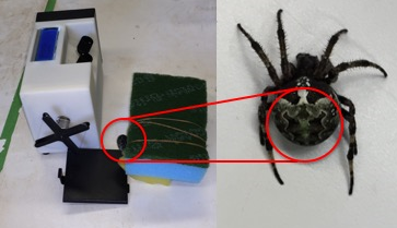 Seeds 気になる 大学の研究 蜘蛛の糸がシルクだと知っていますか 産学連携情報