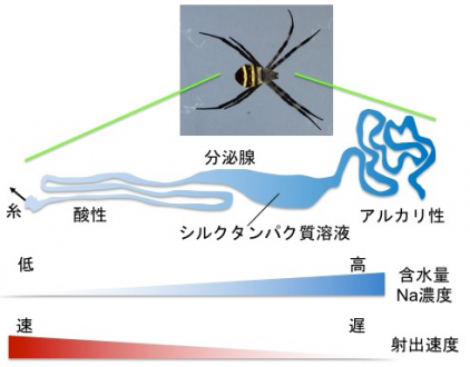 Seeds 気になる 大学の研究 蜘蛛の糸がシルクだと知っていますか 産学連携情報